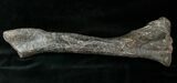 Camptosaurus Tibia w/ Stand - Colorado #14732-1